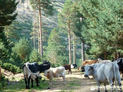 Tejera Navafria - Arroyo de los Tejos;rutas y senderismo caminatas marcas ropa montaña